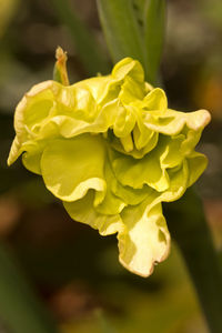 Close-up of yellow rose blooming outdoors