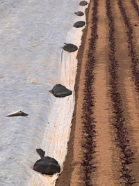 High angle view of birds on beach