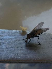 Close-up of an insect