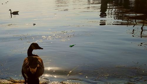 Ducks swimming on lake