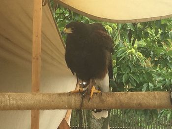 Bird perching on a railing