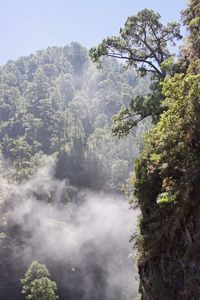 Trees in forest against sky