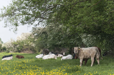 Sheep on field against trees