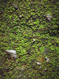 High angle view of green plants