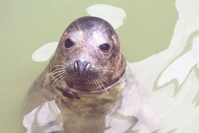 Portrait of seal in pond