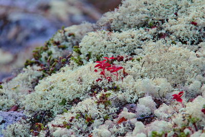 Close-up of flower tree