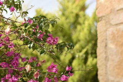 Bougainvilleas blooming outdoors