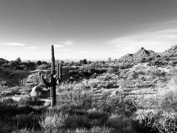Plants growing on land against sky