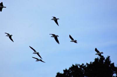 Low angle view of birds flying in sky