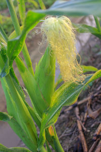Close-up of green plant on field
