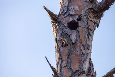 Low angle view of old tree trunk against clear sky