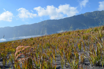 Scenic view of field against sky