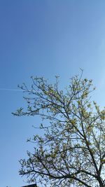 Low angle view of bare trees against blue sky