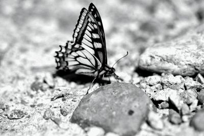 Close-up of butterfly on leaf