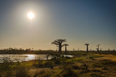Scenic view of lake and baobabs against sky