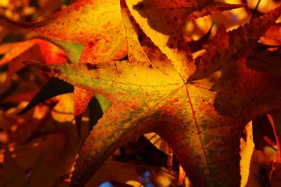 Close-up of maple leaves during autumn