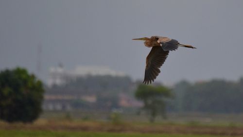 Close-up of eagle flying against clear sky