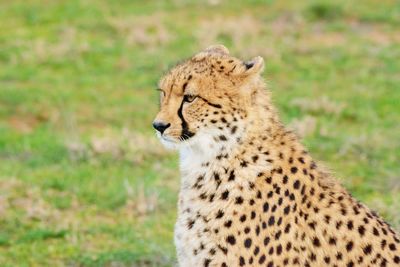 View of a cat on field