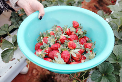 Midsection of person holding strawberries in bowl