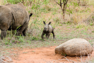 Rhinoceroses on field in forest
