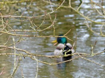 Bird perching on tree branch over lake