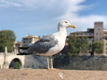 Seagull perching on retaining wall