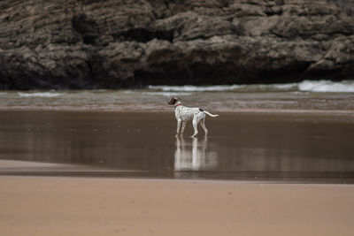 Dog on a beach