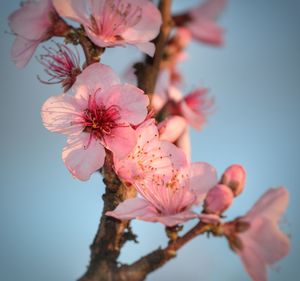 Close-up of pink flowers