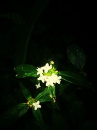 Close-up of white flowers blooming against black background