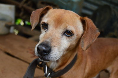 Close-up portrait of dog