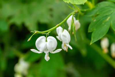 White bleeding heart flower in bloom