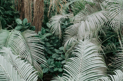 Close-up of palm tree leaves