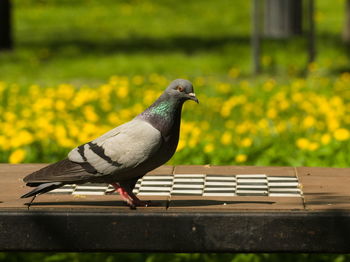 Close-up of bird perching on bench