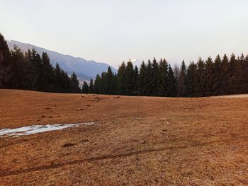 Scenic view of trees on field against sky