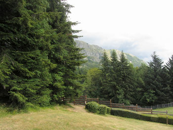 Trees in forest against sky