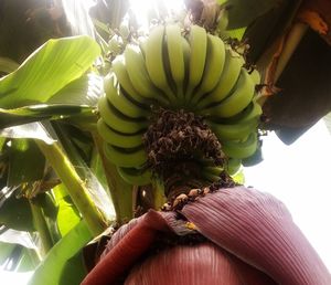 Close-up of banana tree