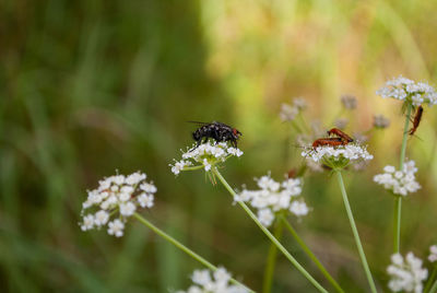 Close-up of bee on flower