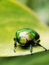 Close-up of green metallic colored beetle on a leaf. 