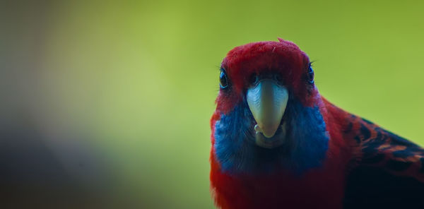 Close-up of multi colored bird