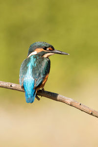 Close-up of bird perching on branch