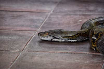 Close-up of a lizard on tiled floor