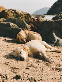 Dogs sleeping at beach against sky