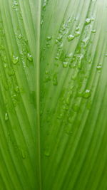 Full frame shot of wet leaf