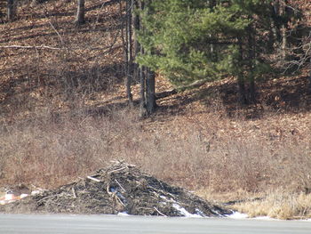 Frozen pond in forest