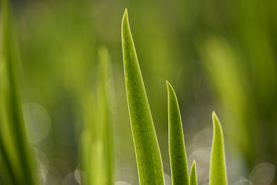 Close-up of fresh green grass