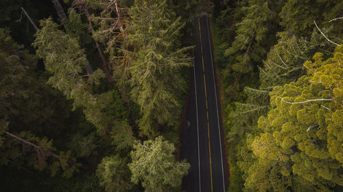 High angle view of mountain road amidst trees in redwood forest california national park 