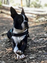 Portrait of dog on field