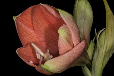 Close-up of day lily blooming against black background