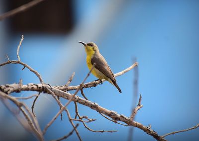 Low angle view of bird perching on branch