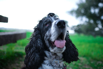 Close-up of dog looking away